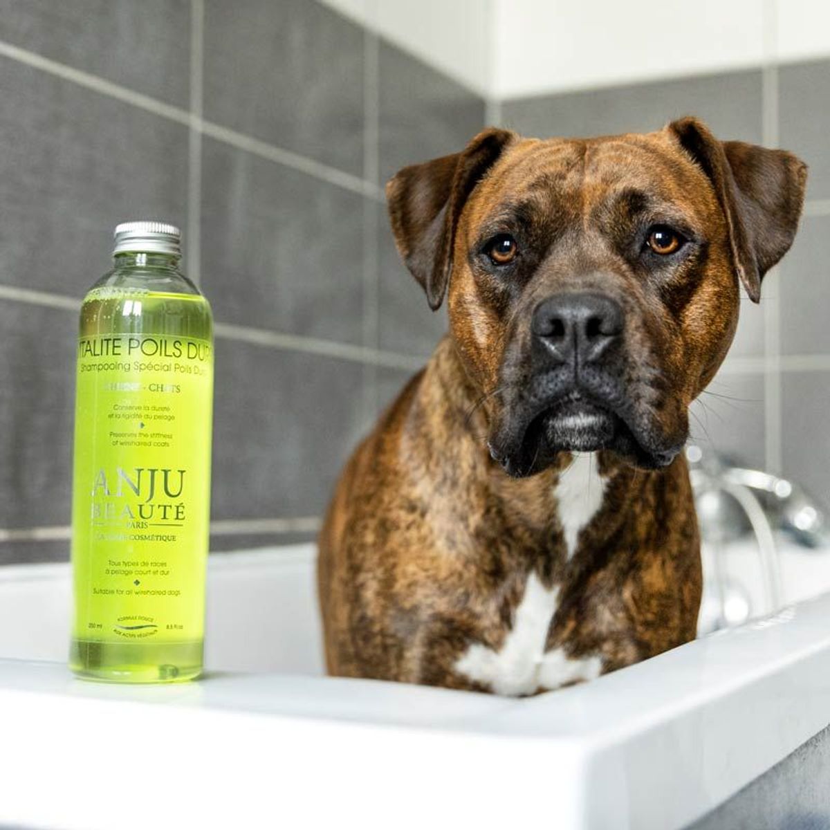 Vitalitè Poliis Durs Shampo 250 ml, Anju-Beautè