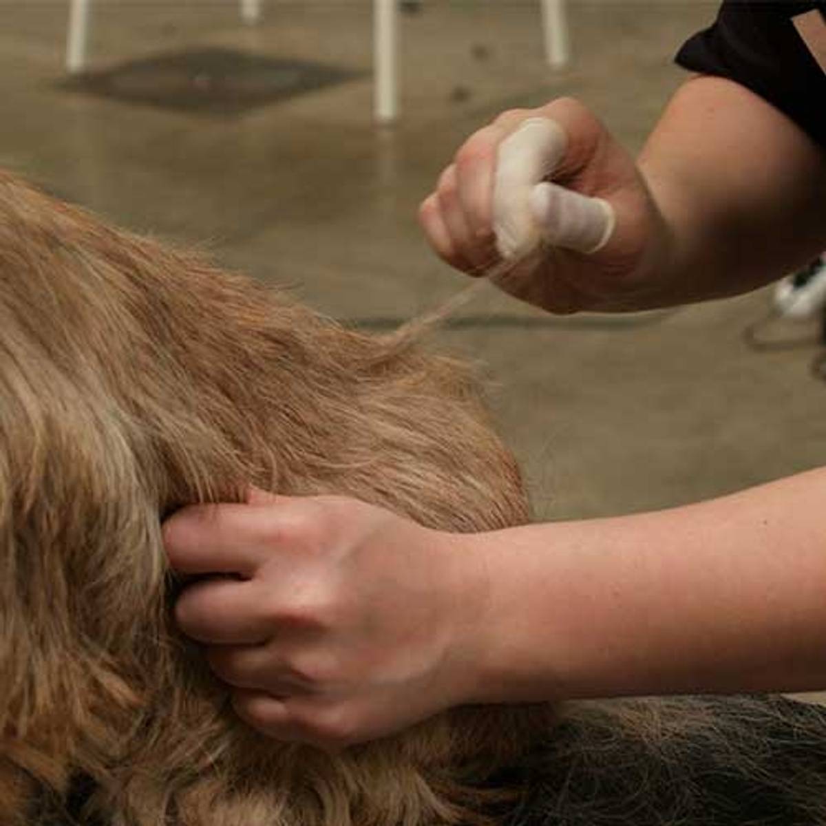 Hvite fingerkondomer til napping 100stk (Medium), ShowTech